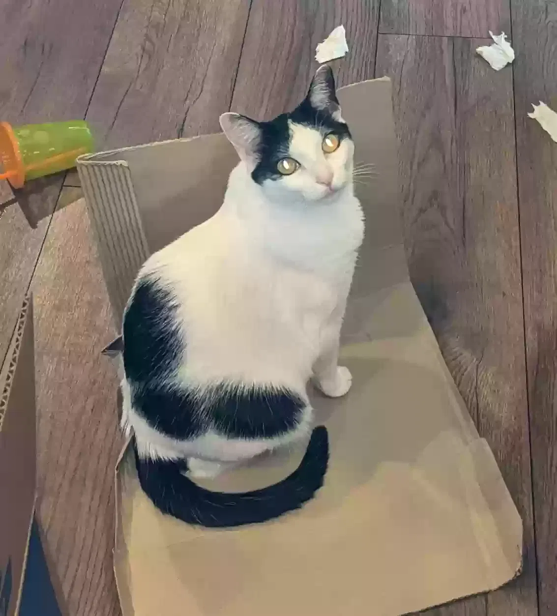 Lost cat in Rio Rancho, NM, 87124