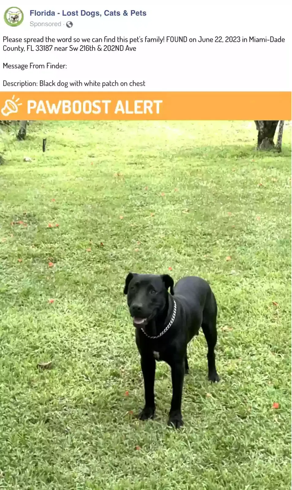 Found dog in Miami, FL, 33170