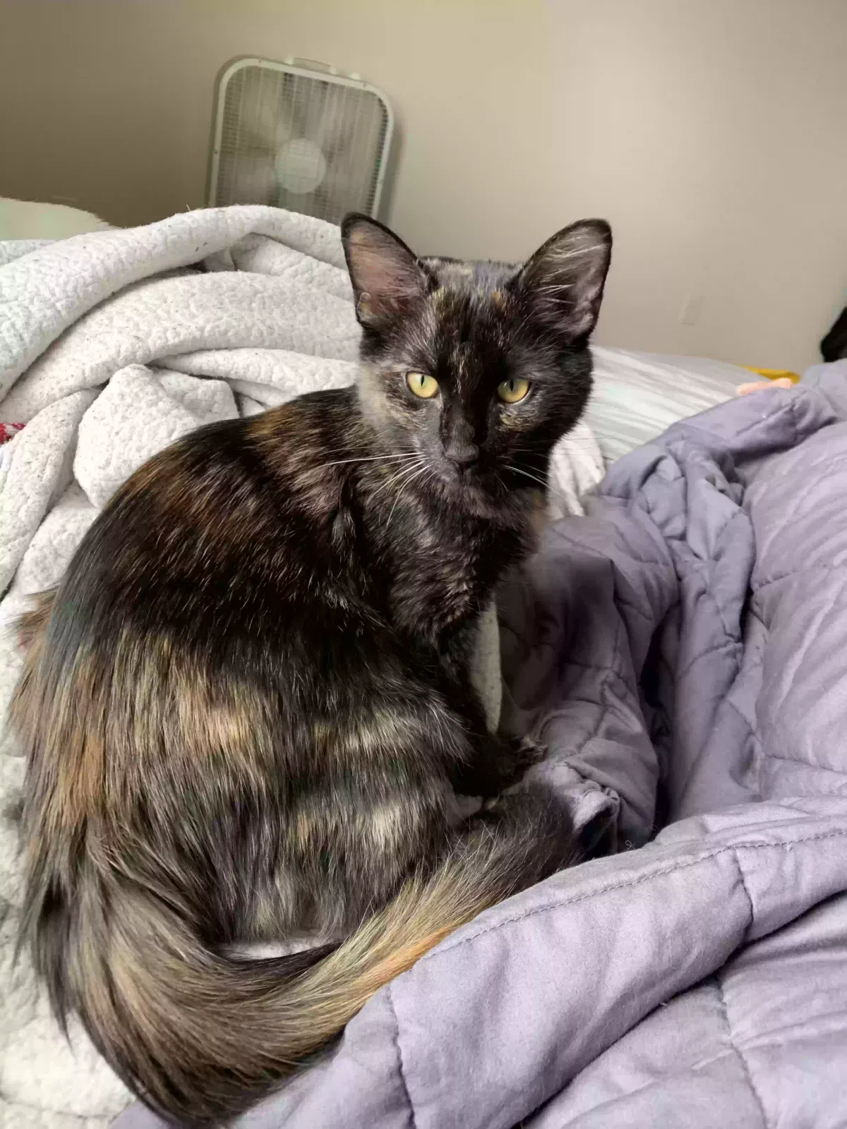 Lost cat in New Braunfels, TX, 78132