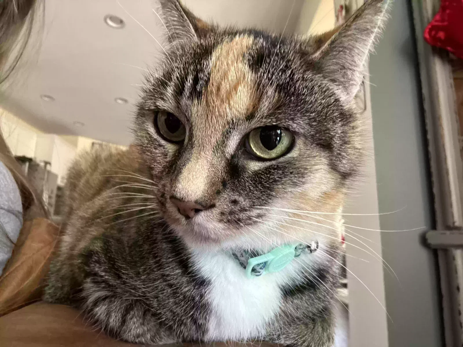 Lost cat in Easley, SC, 29642
