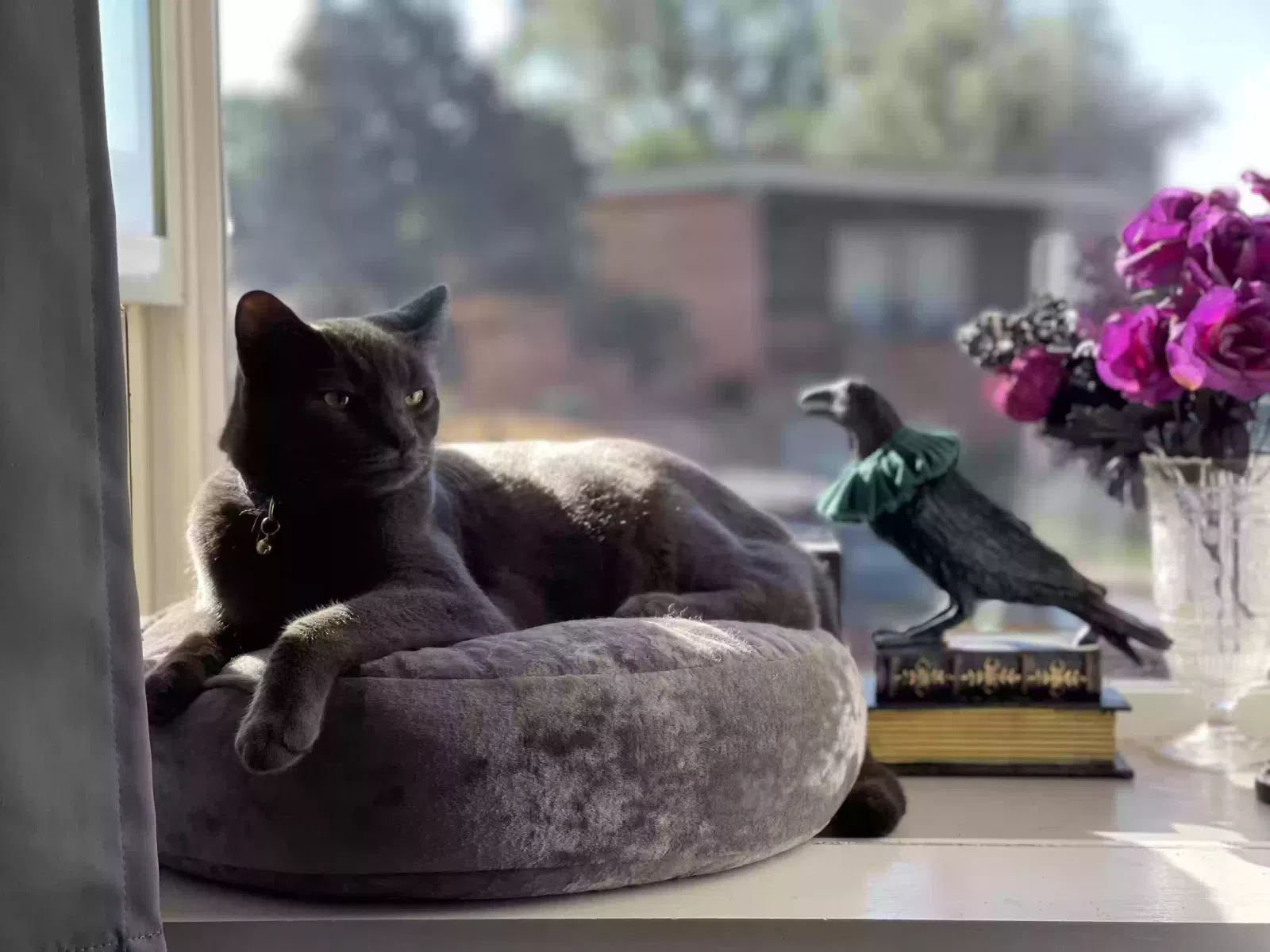 Lost cat in Cheyenne, WY, 82001
