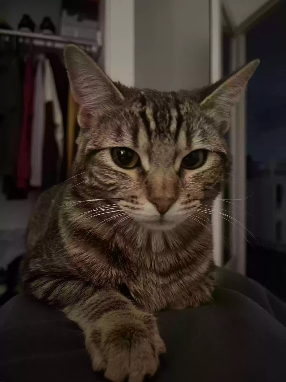 Lost cat in El Monte, CA, 91732