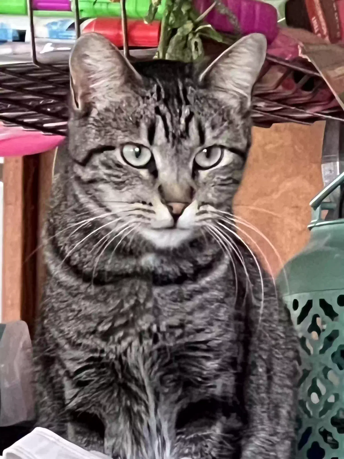 Lost cat in Fort Lupton, CO, 80621