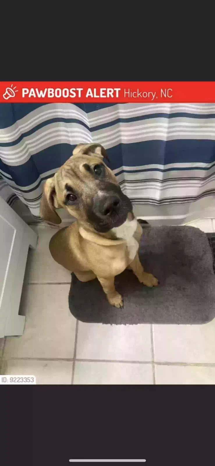 Lost dog in Hickory, NC, 28602