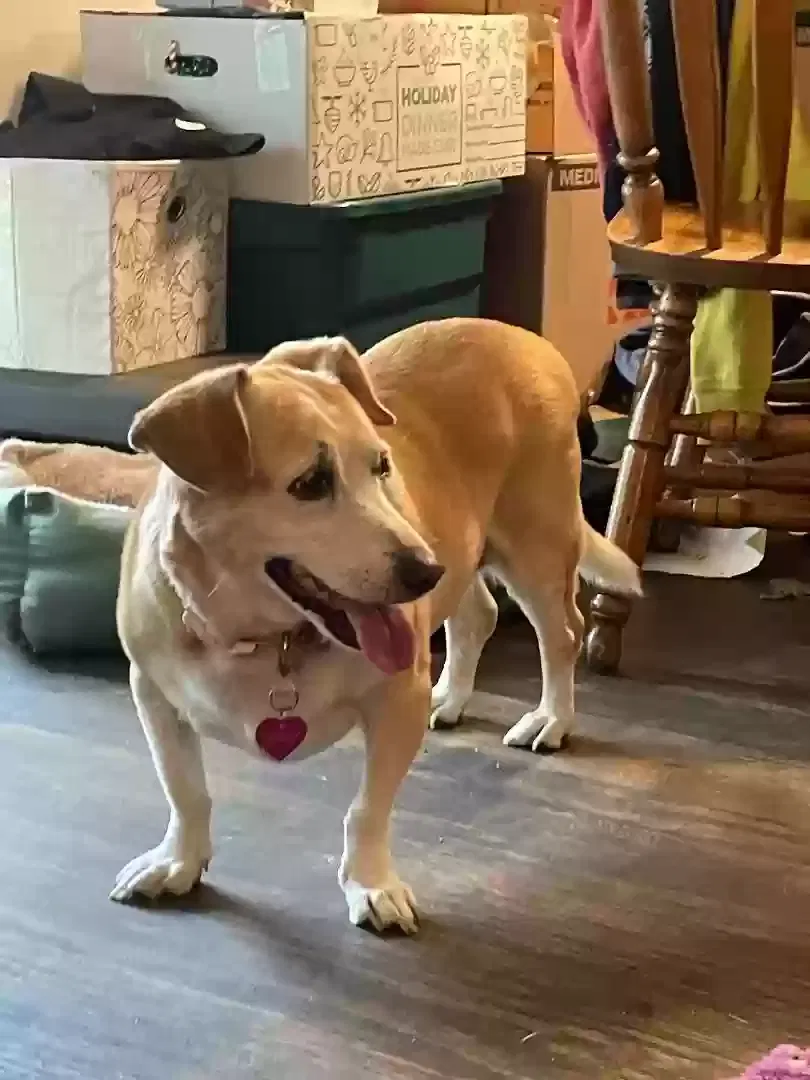 Found dog in Louisville, KY, 40242