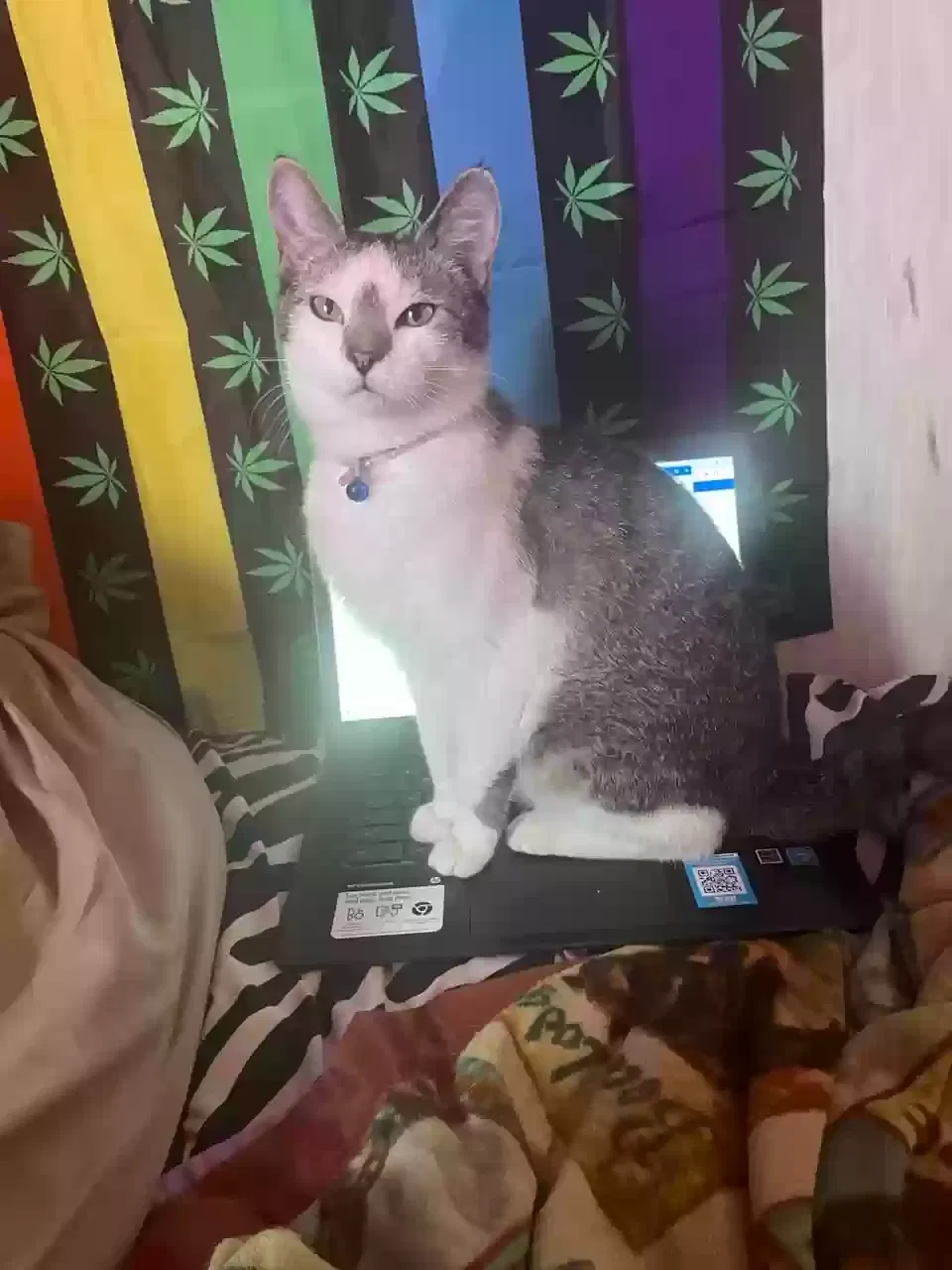 Lost cat in Rockfield, KY, 42274