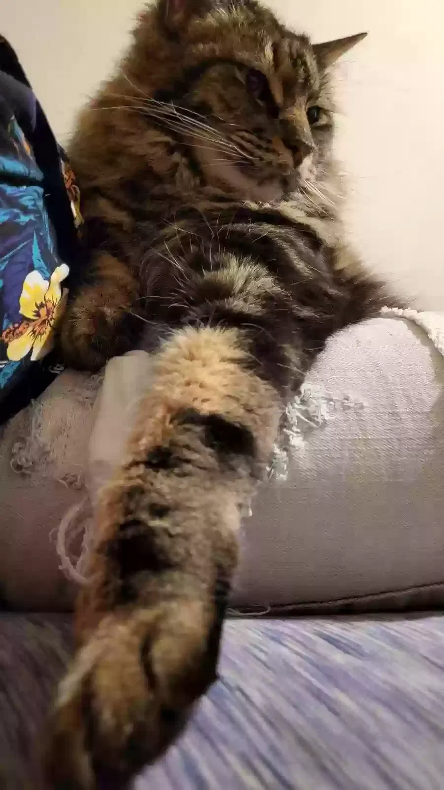 Lost cat in Las Vegas, NV, 89122