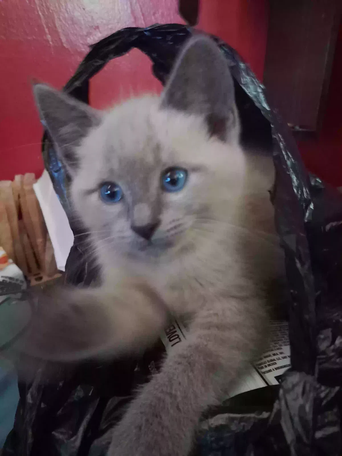 Lost cat in Imperial Beach, CA, 91932