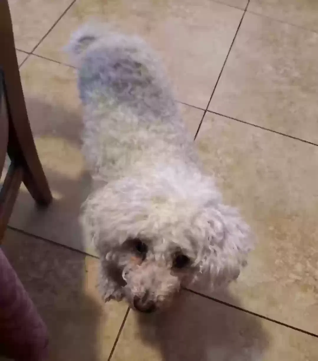 Lost dog in Tucson, AZ, 85714