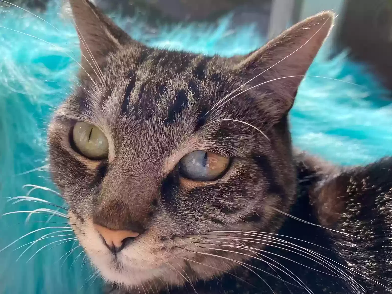 Lost cat in El Cajon, CA, 92020