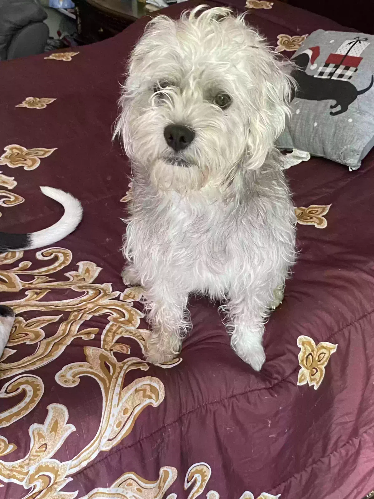 Lost dog in Waterbury, CT, 6706