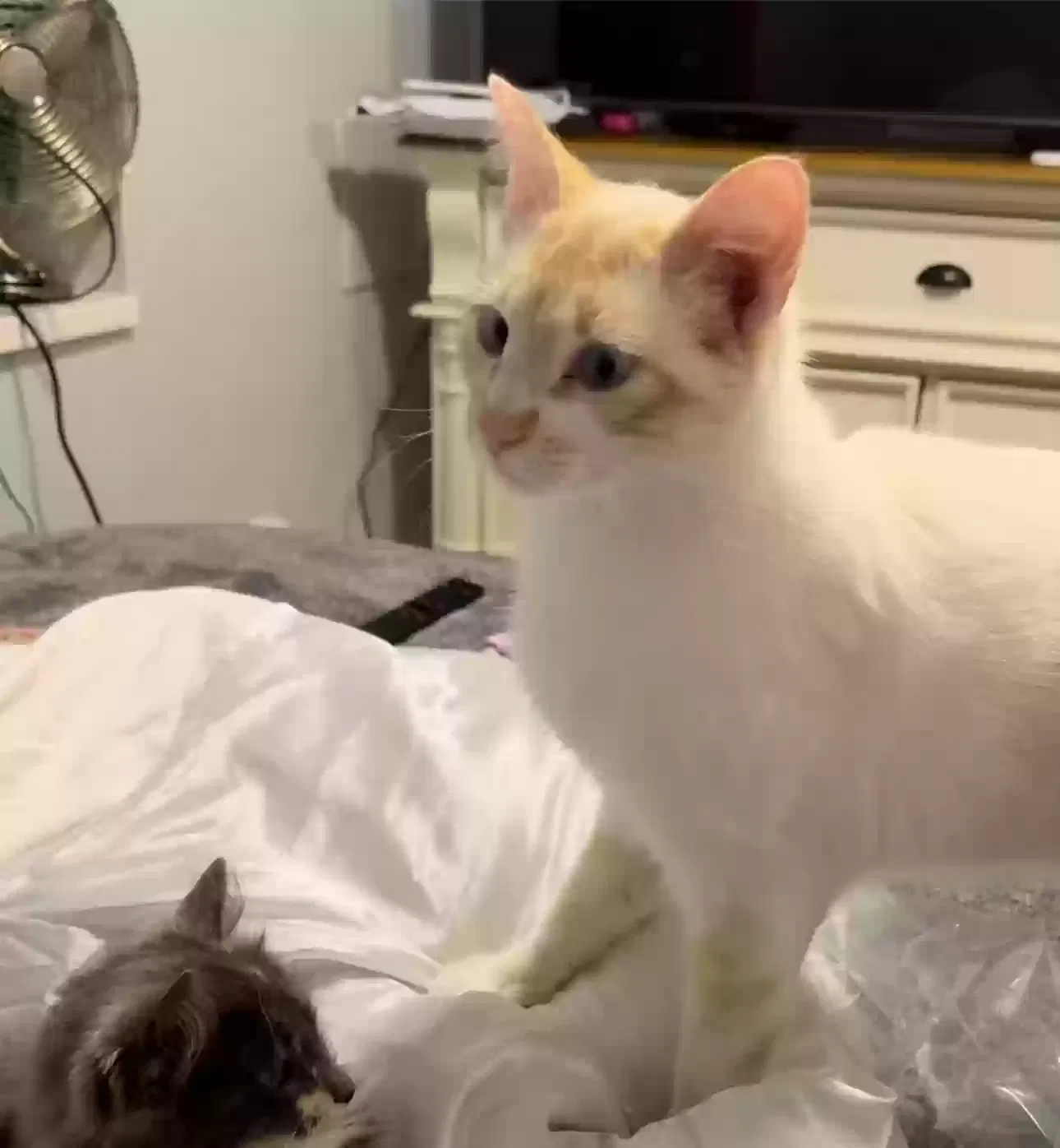 Lost cat in Eagle Mountain, UT, 84005