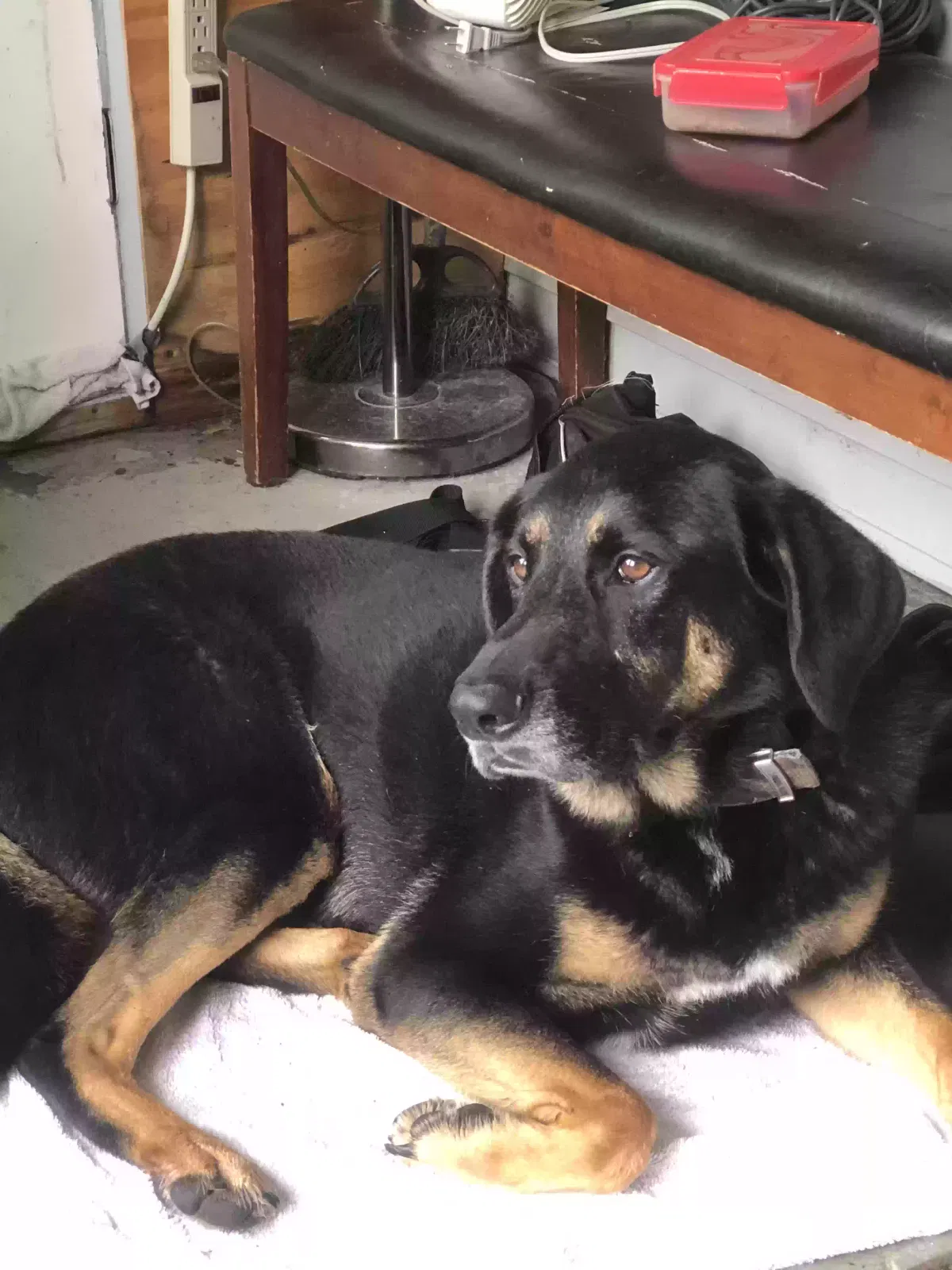 Found dog in Shepherdsville, KY, 40165