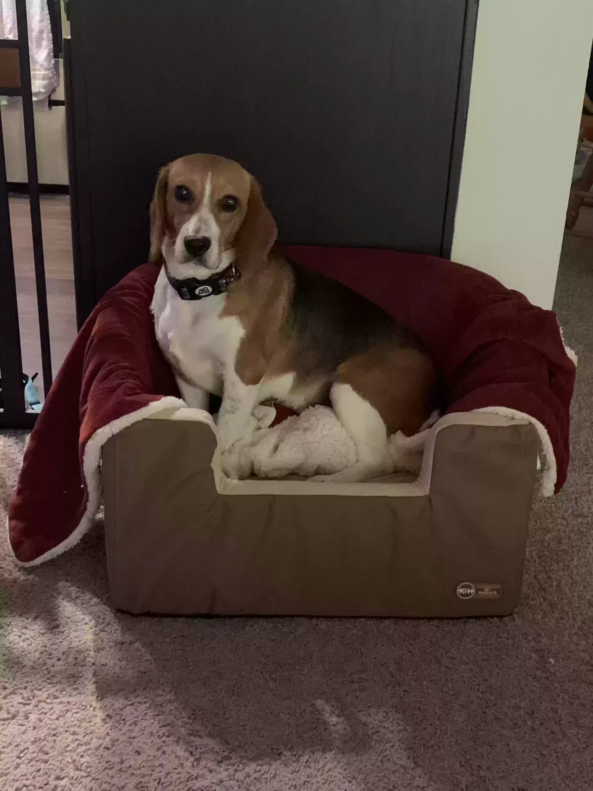 Lost dog in Charlotte, NC, 28226