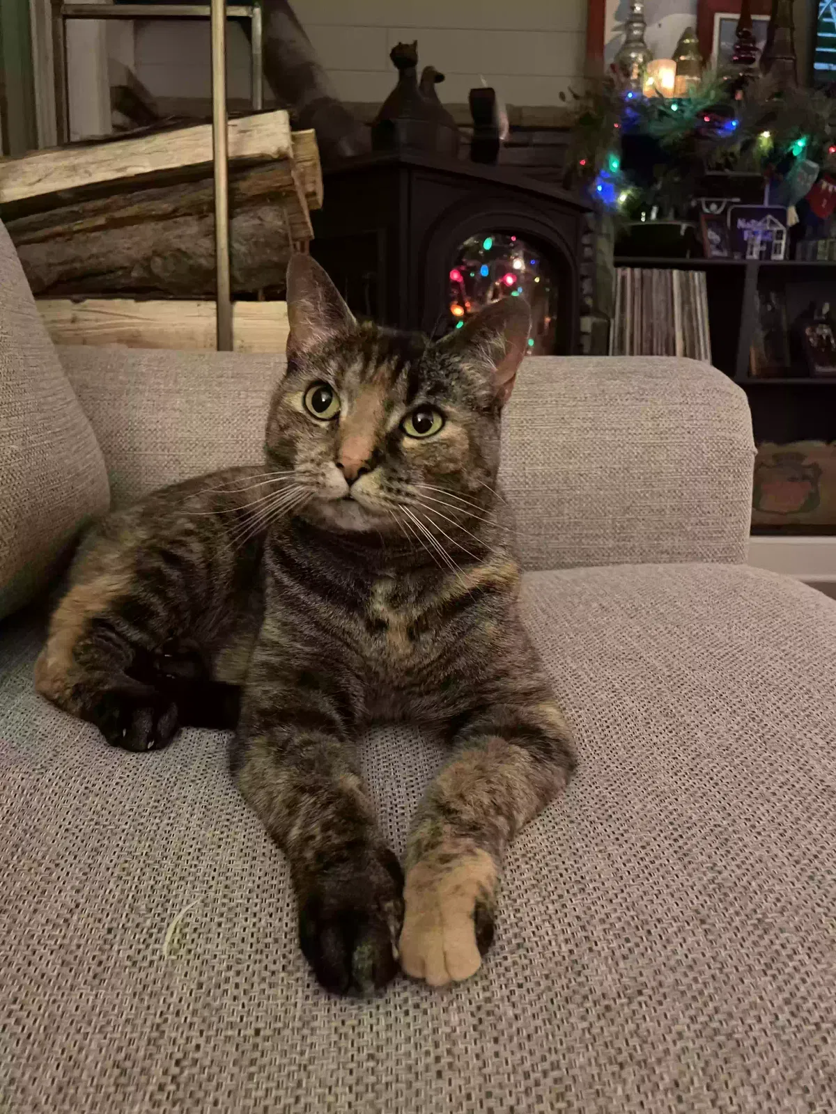 Lost cat in New Wilmington, PA, 16142
