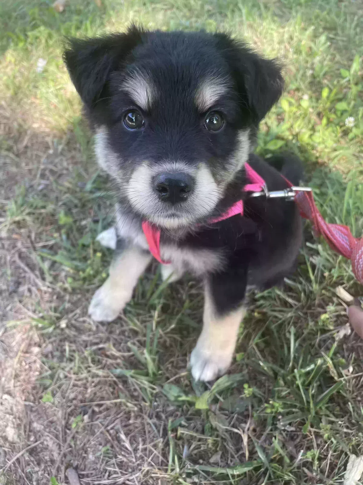 Lost dog in Mascot, TN, 37806