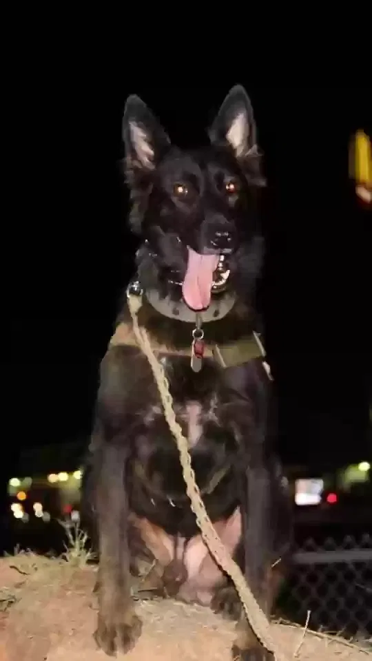 Lost dog in San Antonio, TX, 78201
