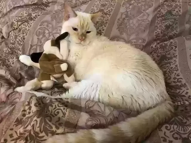 Lost cat in Beverly Hills, FL, 34465