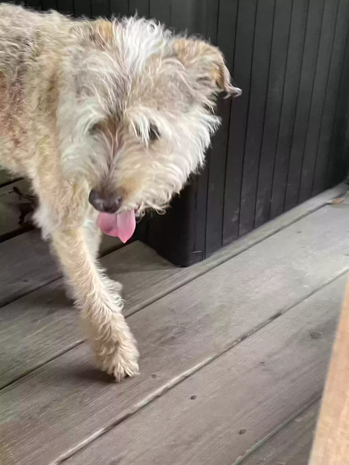 Found dog in Alabaster, AL, 35007