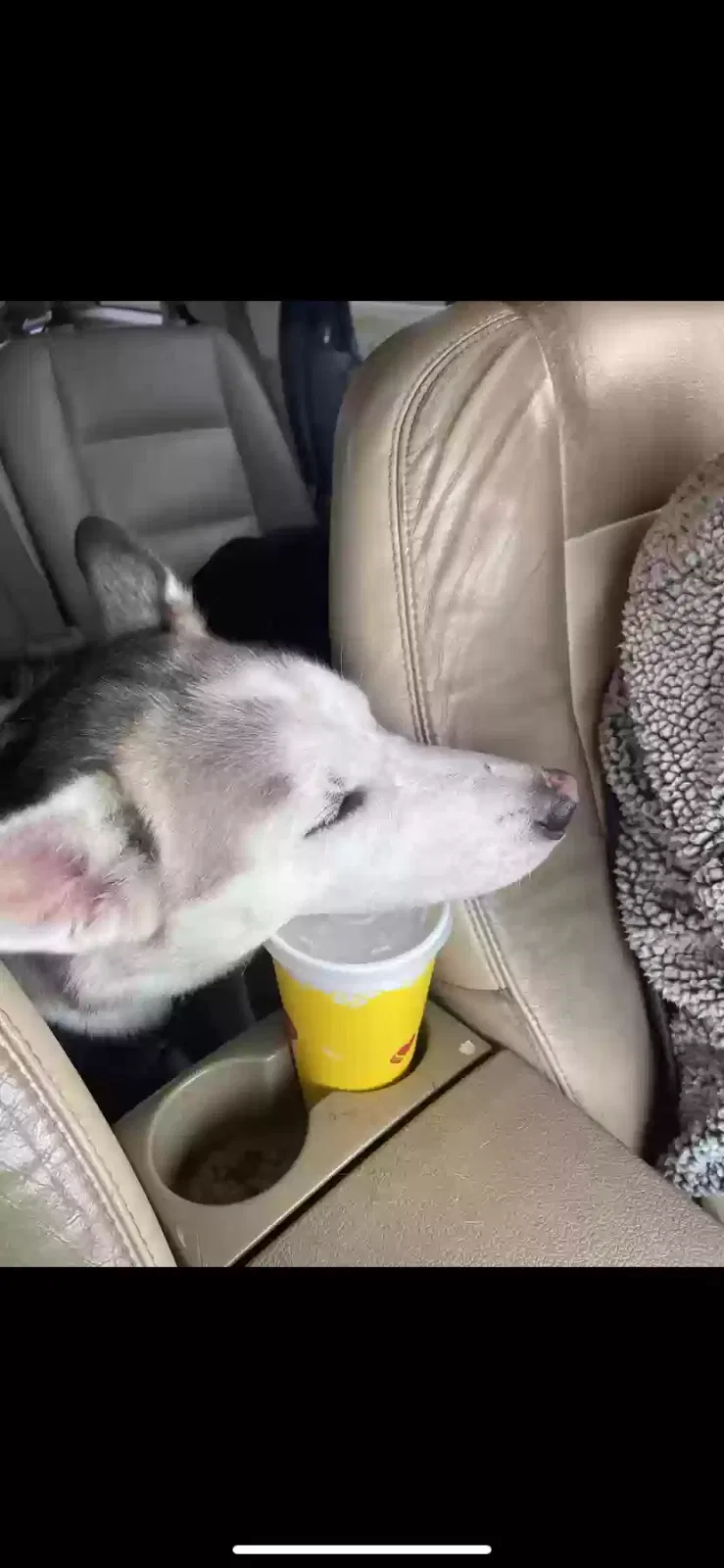 Lost dog in Oklahoma City, OK, 73160