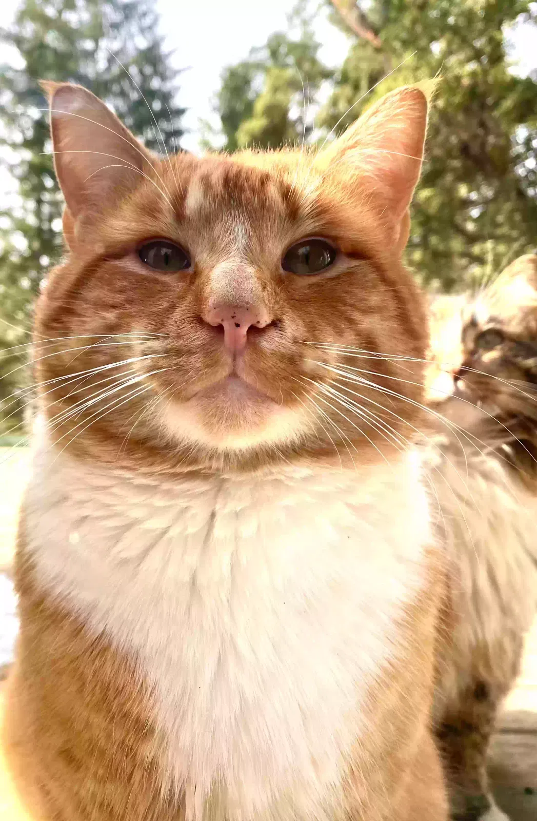 Lost cat in Bremerton, WA, 98310