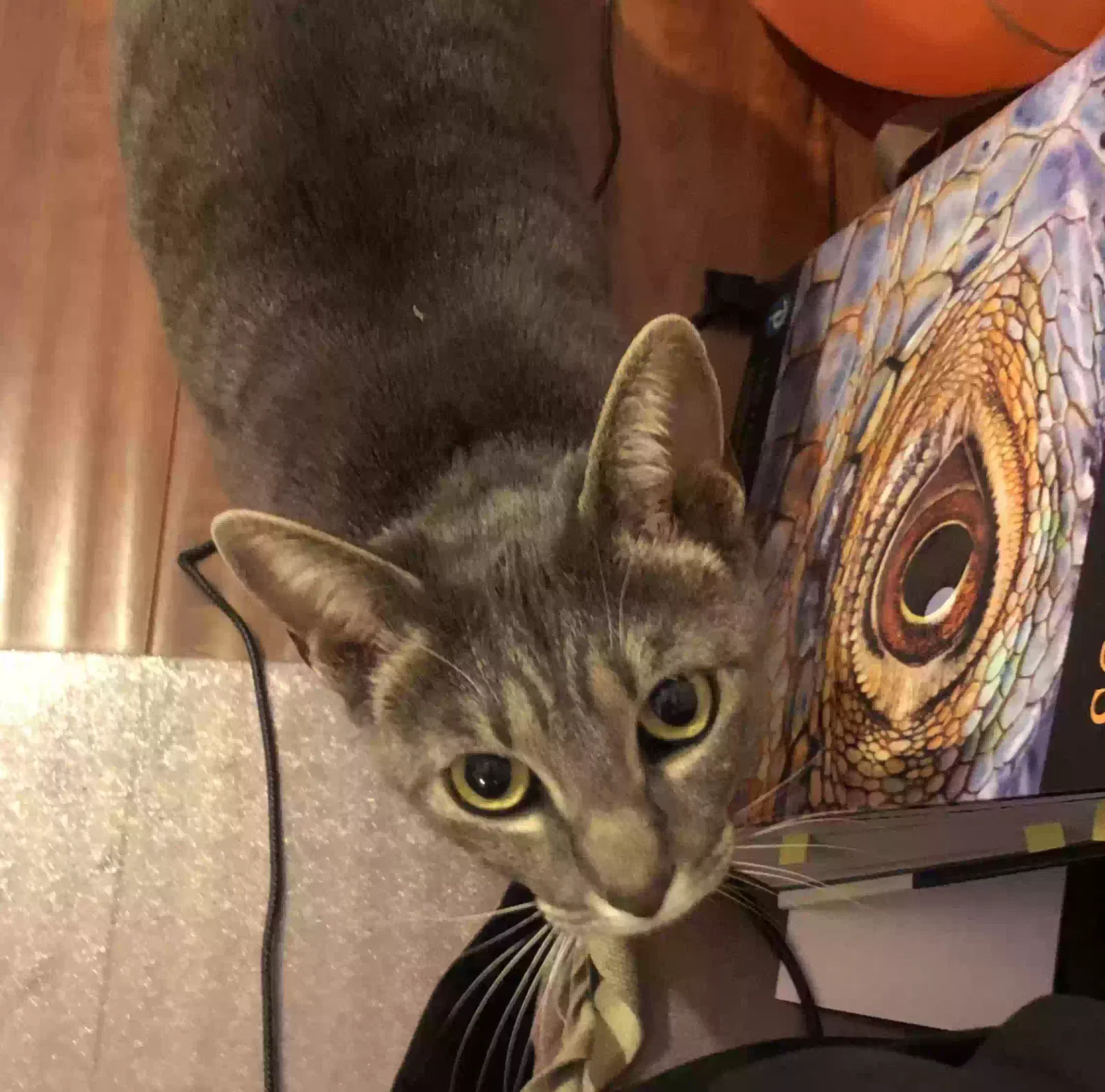 Lost cat in Fountain Valley, CA, 92708