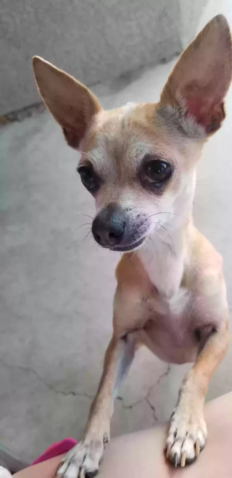 Lost dog in Apple Valley, CA, 92308