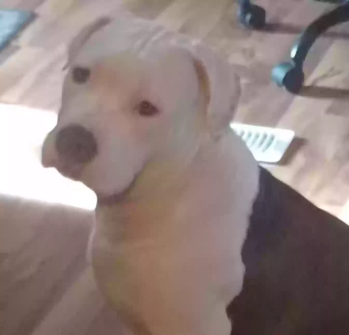 Lost dog in Coloma, WI, 54930