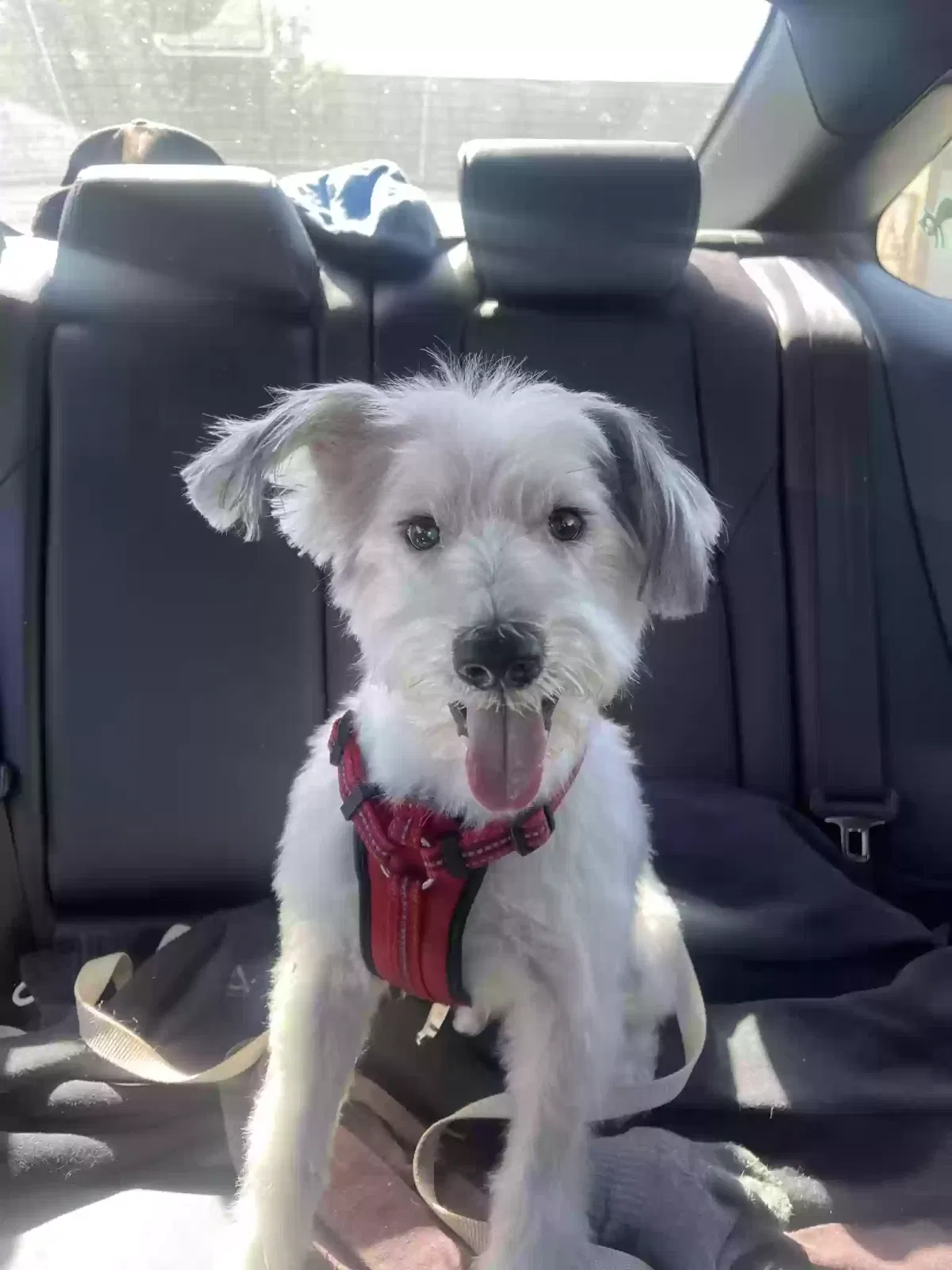 Lost dog in Northridge, CA, 91324