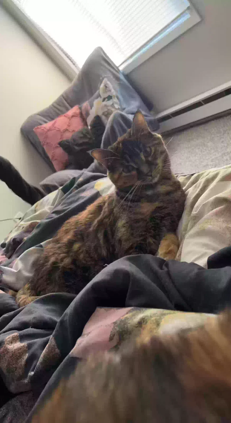 Lost cat in West Des Moines, IA, 50265