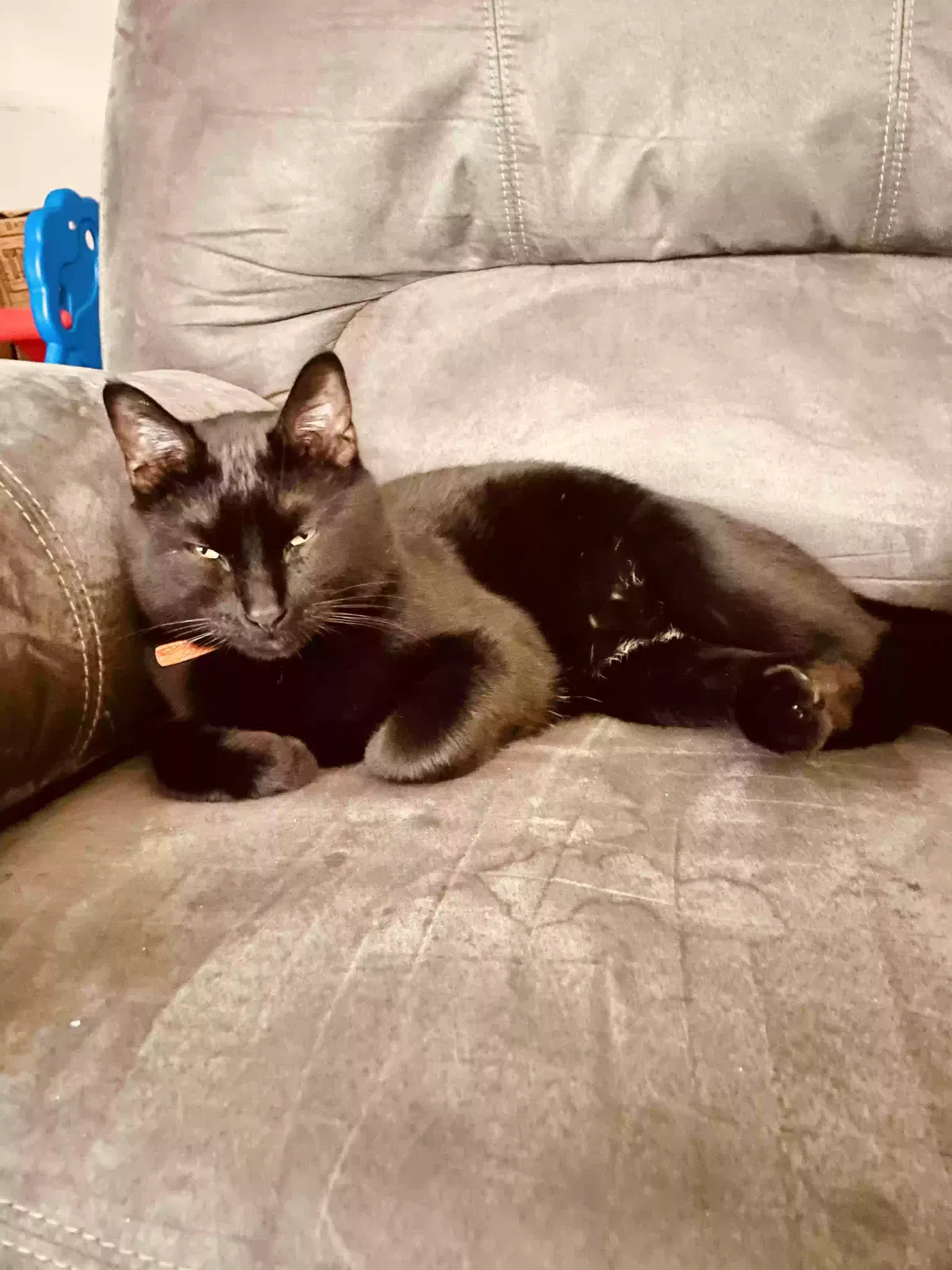 Lost cat in Alexandria, VA, 22314