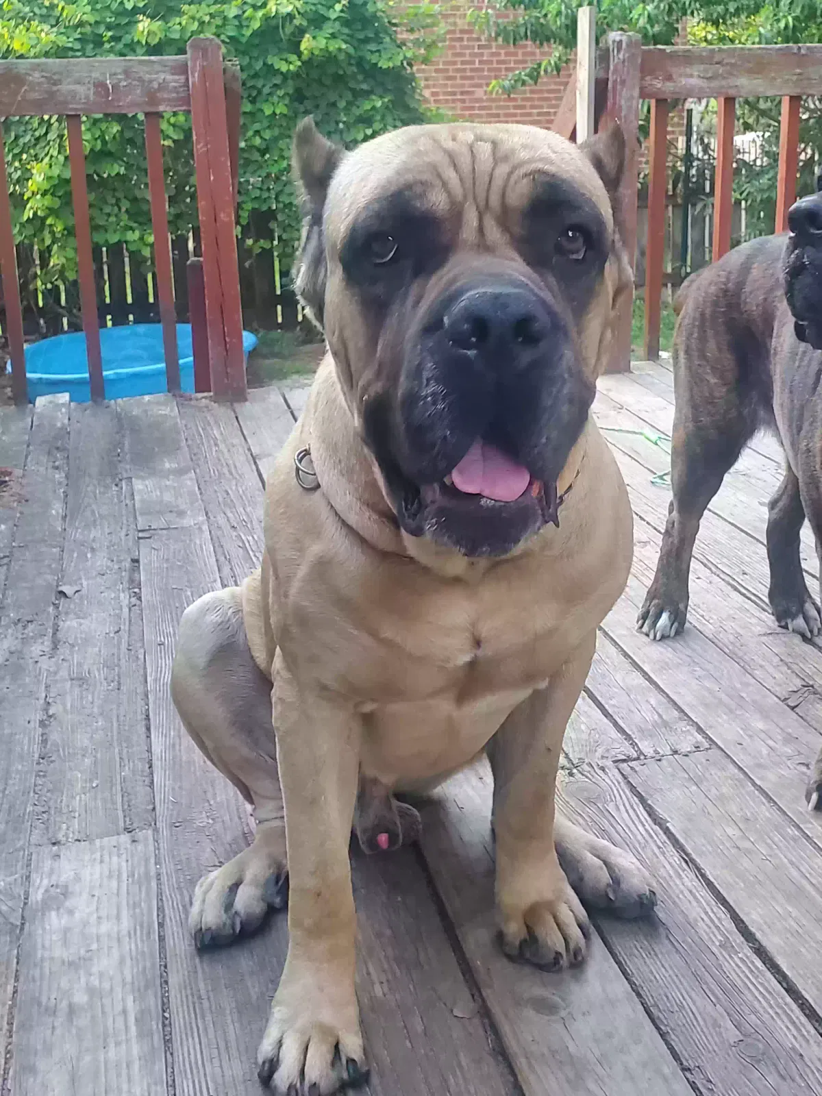Lost dog in Fayetteville, NC, 28311
