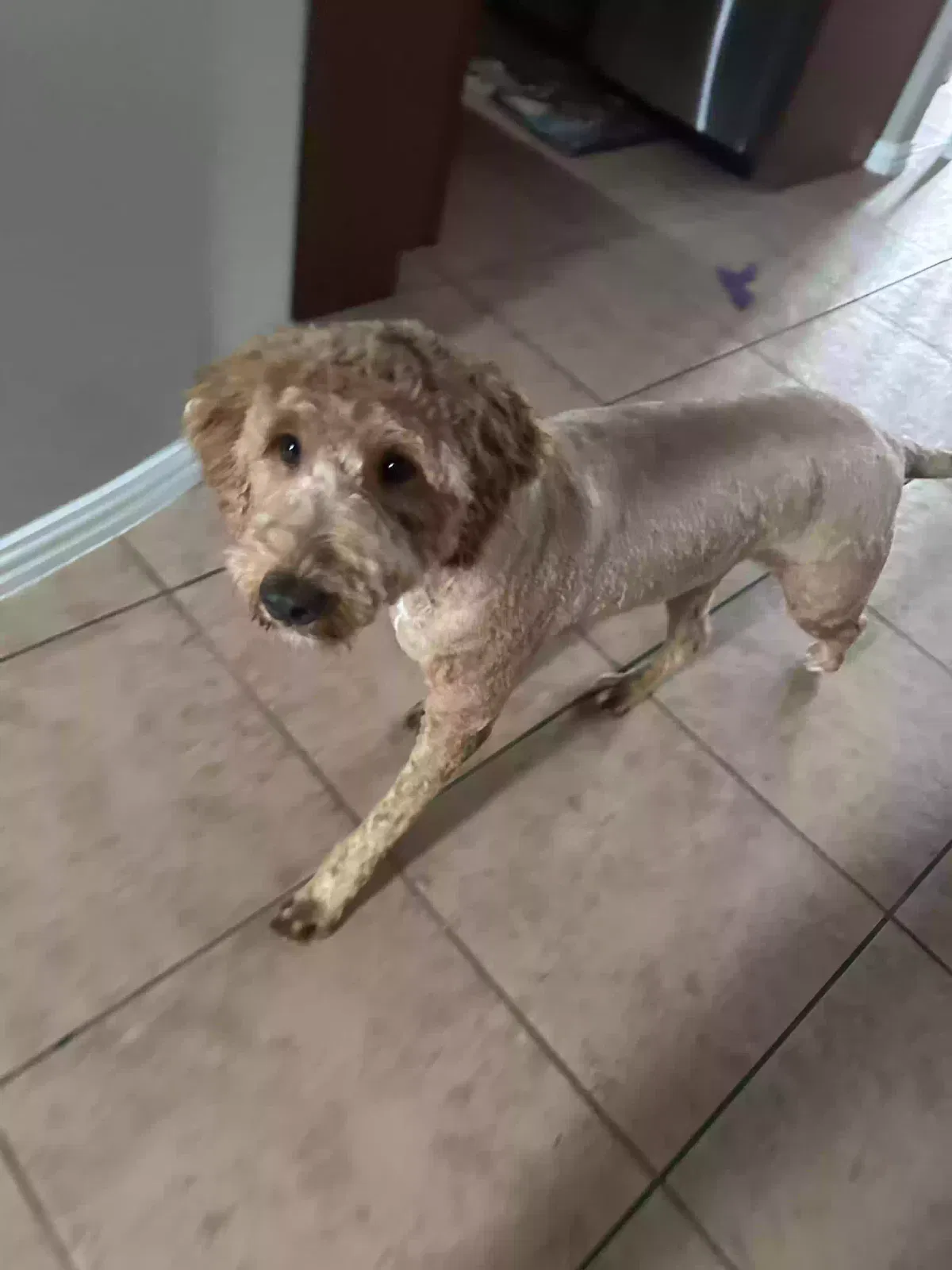 Lost dog in Keller, TX, 76244