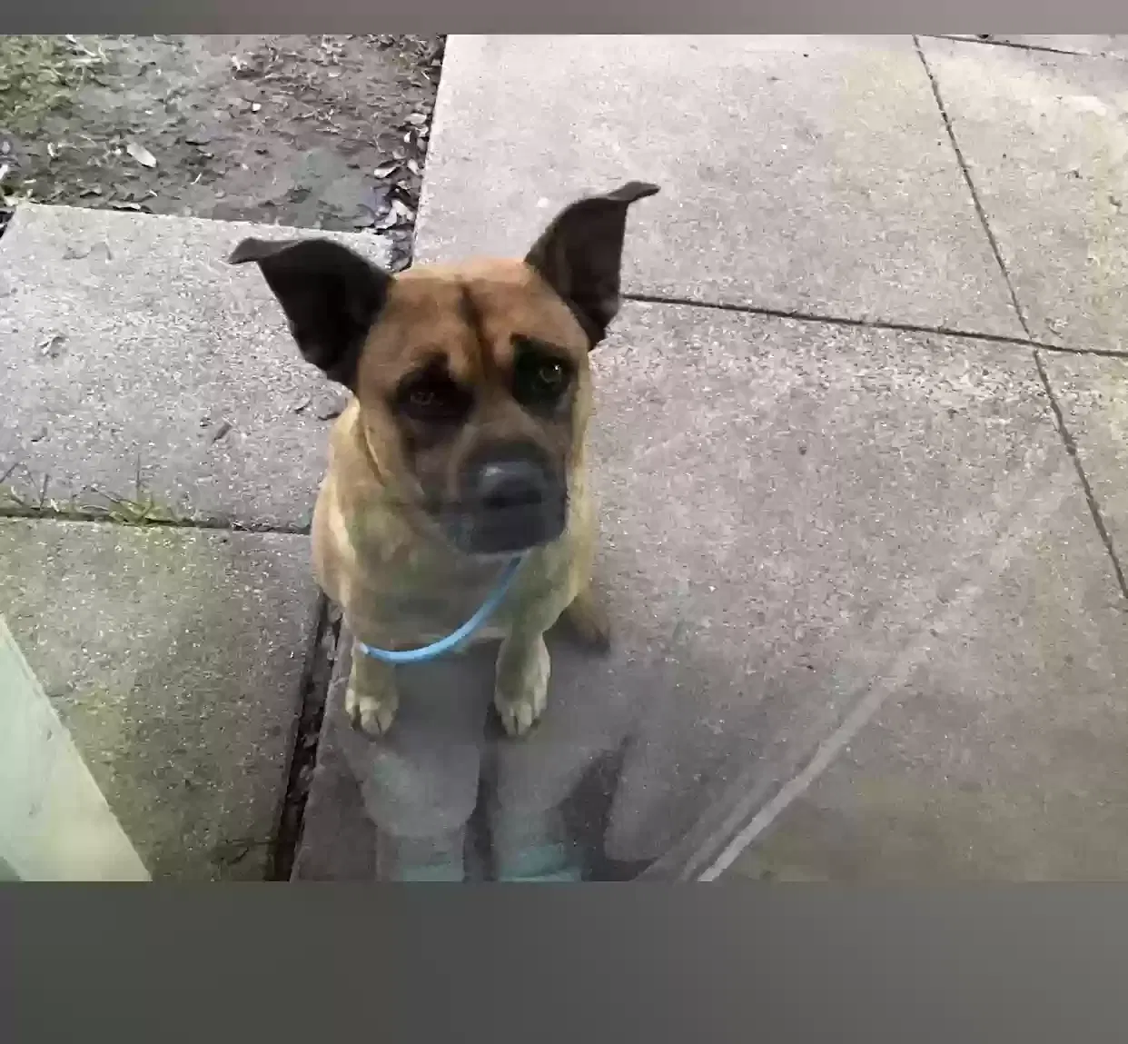 Lost dog in Grand Prairie, TX, 75052