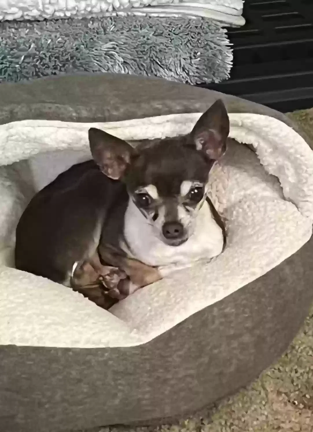 Lost dog in Oklahoma City, OK, 73127