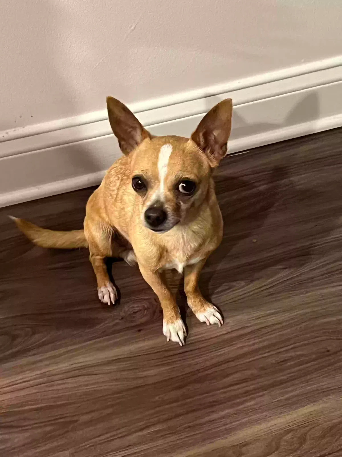 Found dog in Kissimmee, FL, 34747