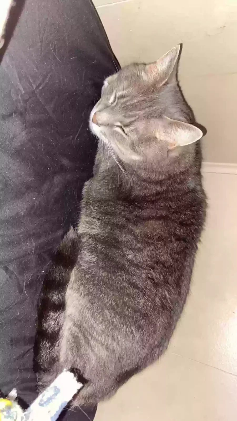 Lost cat in Alto, MI, 49302
