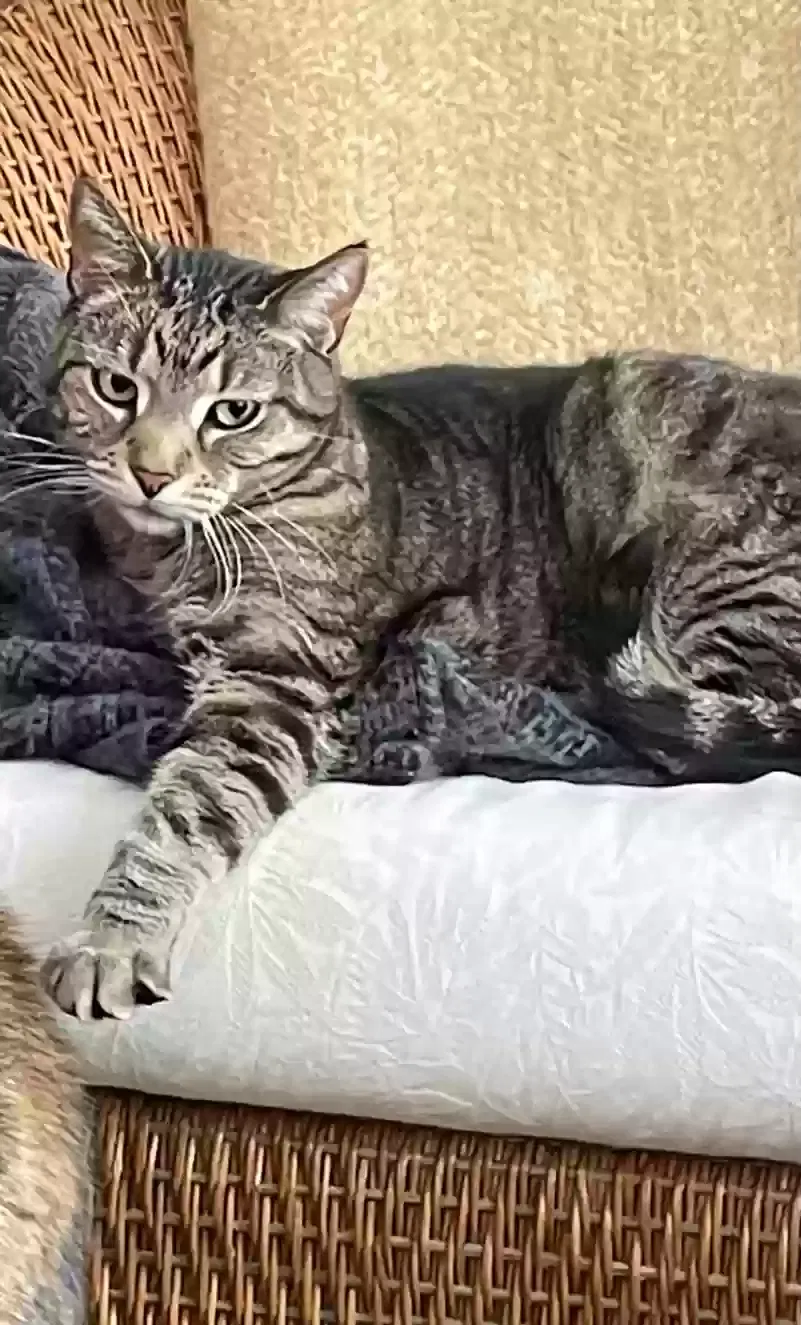 Lost cat in Plymouth, MI, 48170