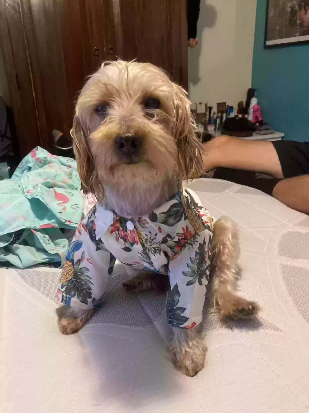 Lost dog in Miami, FL, 33145