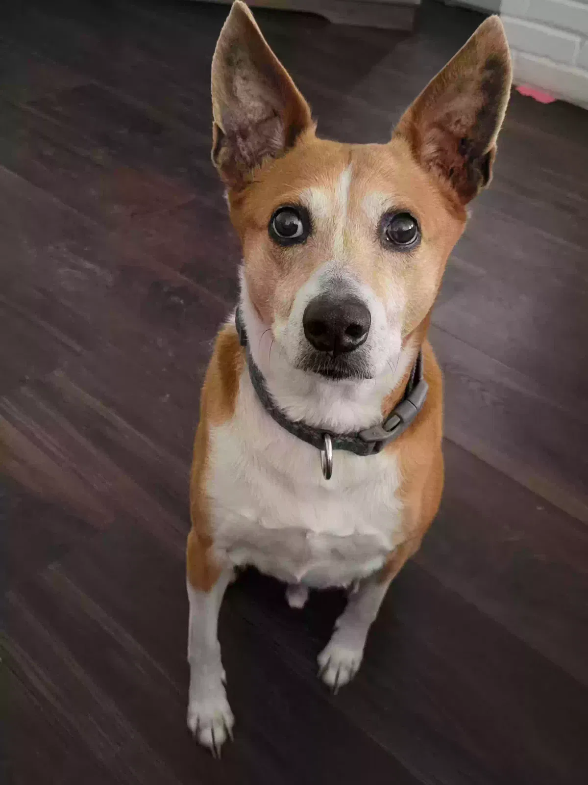 Lost dog in Fort Worth, TX, 76137