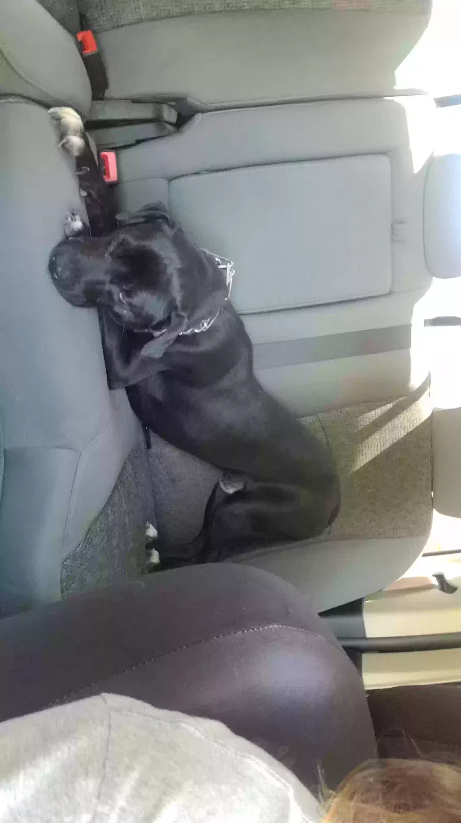 Lost dog in Pine Grove, LA, 70453
