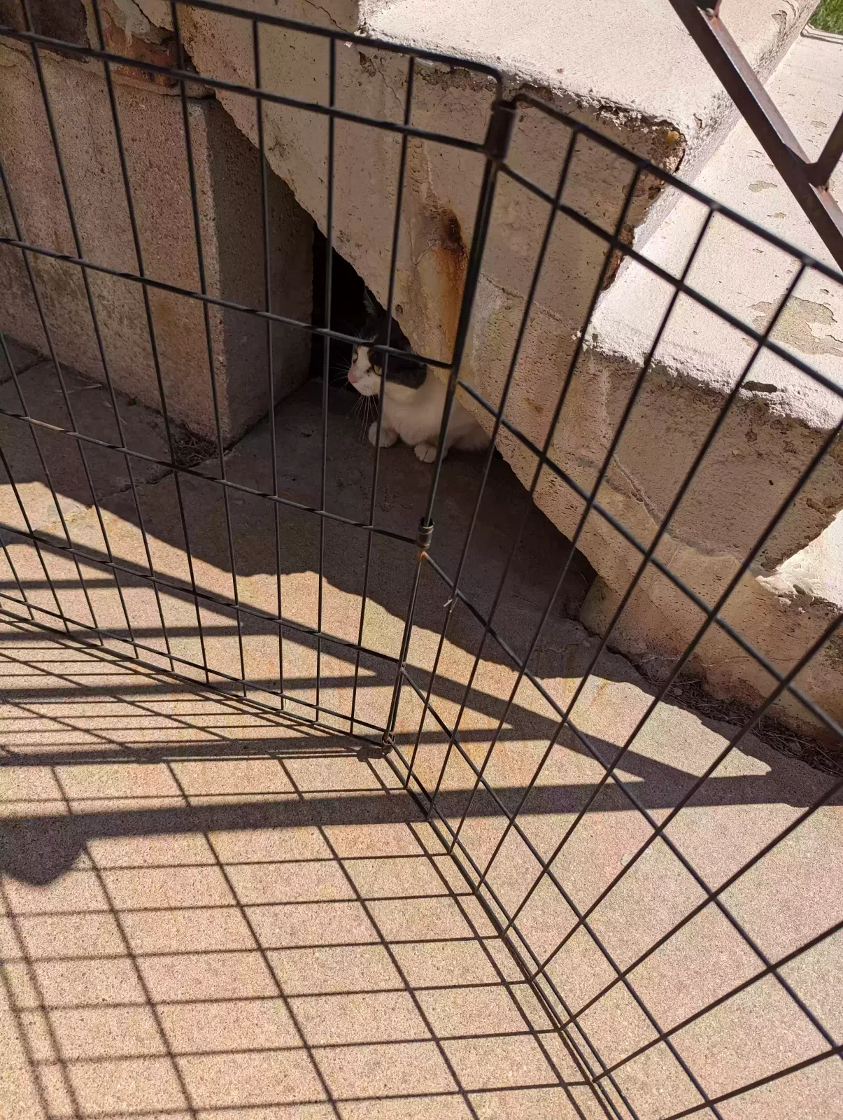 Lost cat in Moundridge, KS, 67107
