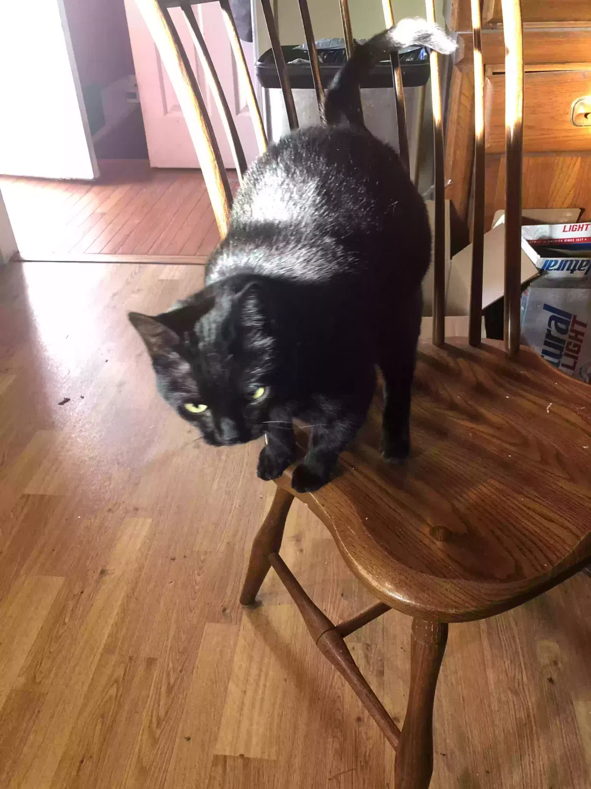 Lost cat in Purcellville, VA, 20132
