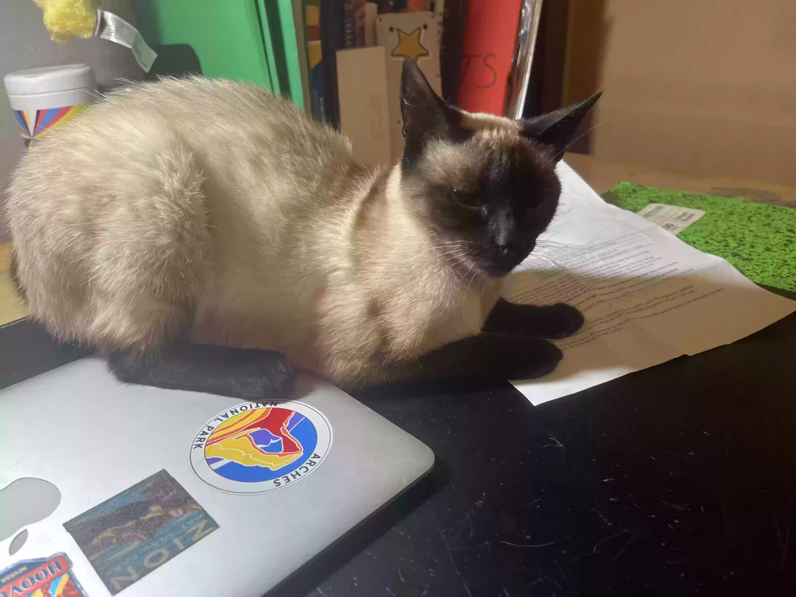 Lost cat in Castro Valley, CA, 94546