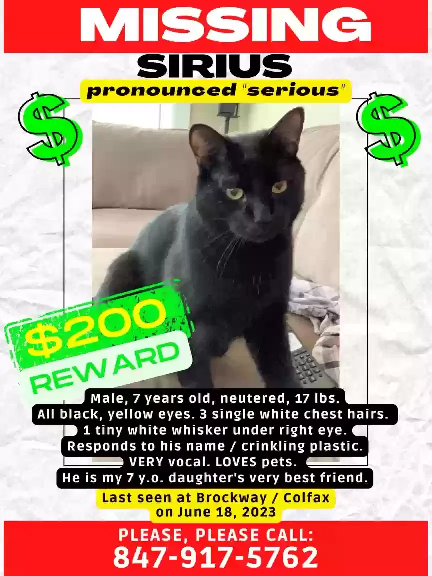 Lost cat in Palatine, IL, 60067