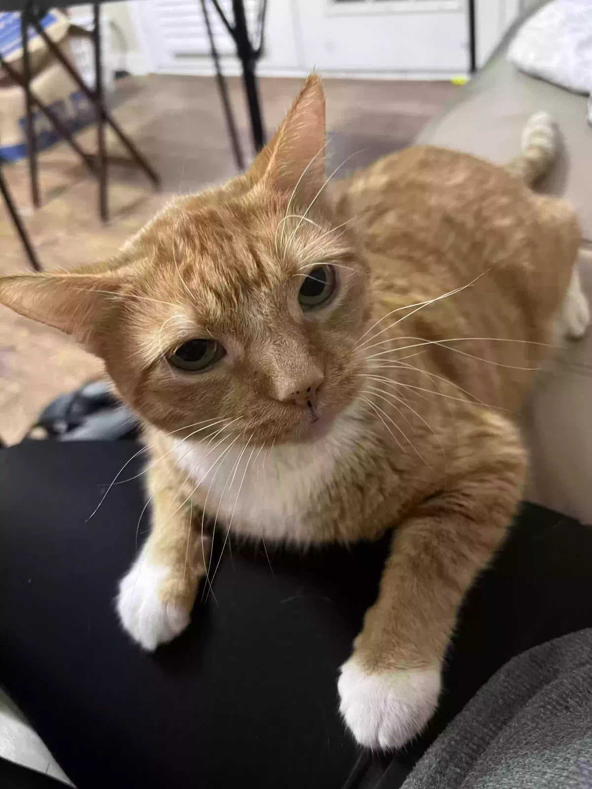 Lost cat in Ocean Springs, MS, 39564