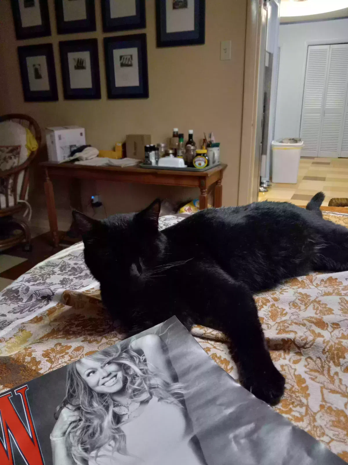 Lost cat in Little Rock, AR, 72205