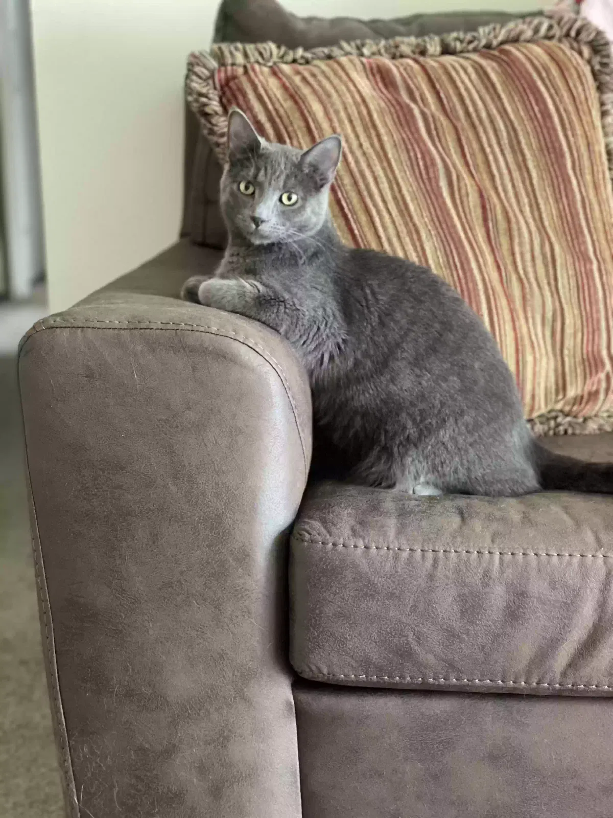 Lost cat in Akron, OH, 44333