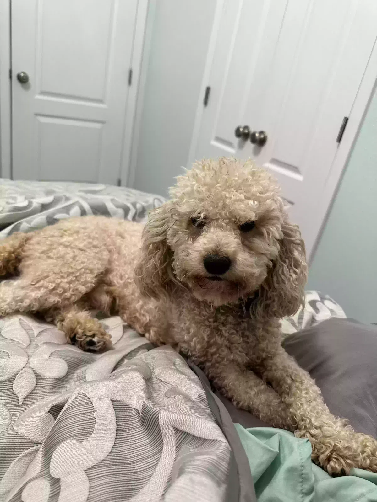Lost dog in La Place, LA, 70068