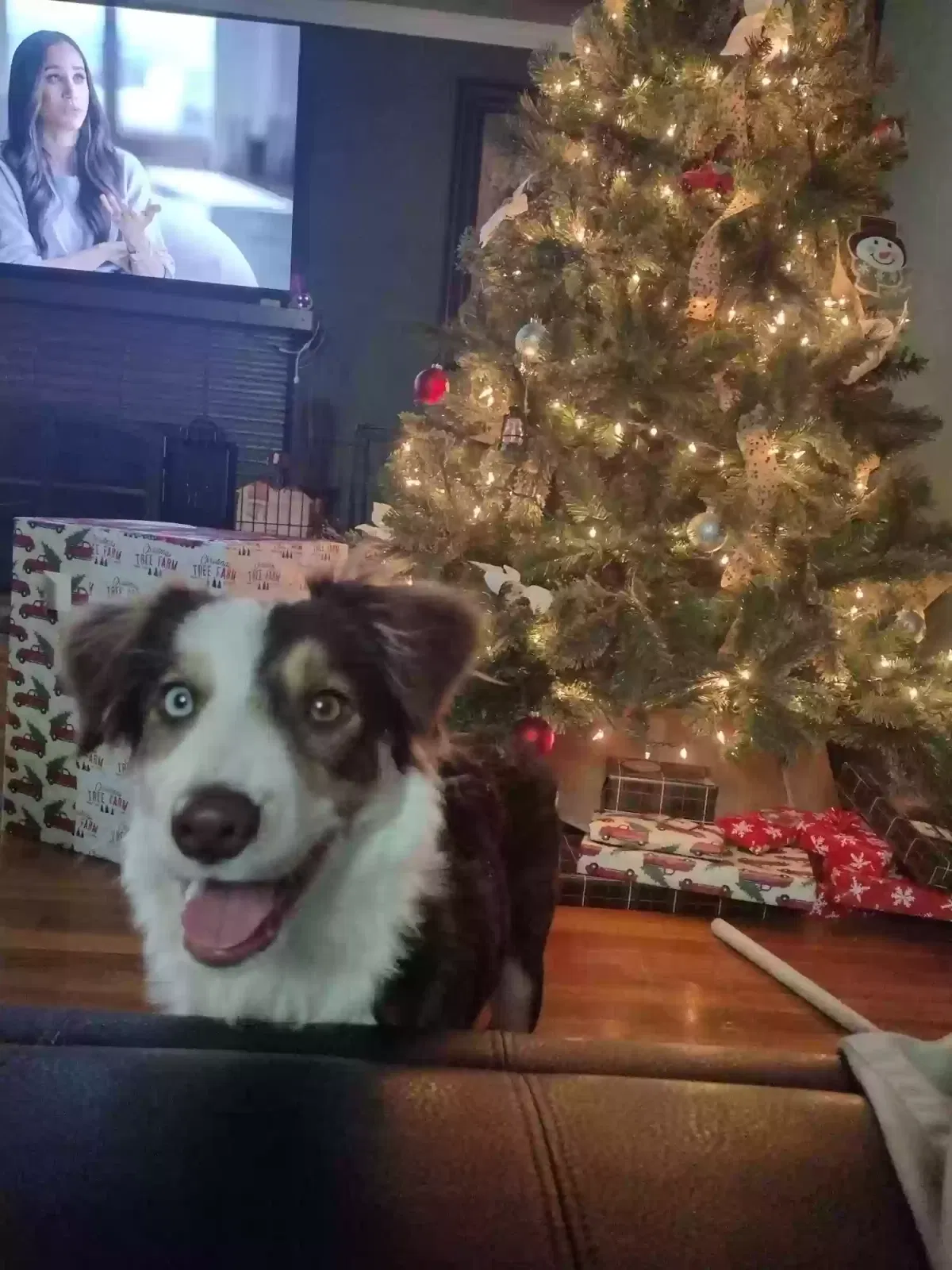 Lost dog in Fresno, CA, 93705